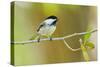 Black-capped Chickadee perched in cottonwood tree.-Larry Ditto-Stretched Canvas