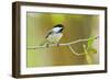 Black-capped Chickadee perched in cottonwood tree.-Larry Ditto-Framed Photographic Print