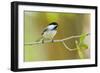 Black-capped Chickadee perched in cottonwood tree.-Larry Ditto-Framed Photographic Print