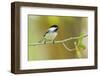 Black-capped Chickadee perched in cottonwood tree.-Larry Ditto-Framed Photographic Print