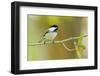 Black-capped Chickadee perched in cottonwood tree.-Larry Ditto-Framed Photographic Print