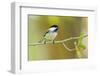 Black-capped Chickadee perched in cottonwood tree.-Larry Ditto-Framed Photographic Print