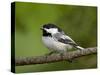 Black-Capped Chickadee (Poecile Atricapillus), Wasilla, Alaska, USA-James Hager-Stretched Canvas