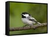 Black-Capped Chickadee (Poecile Atricapillus), Wasilla, Alaska, USA-James Hager-Framed Stretched Canvas