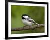 Black-Capped Chickadee (Poecile Atricapillus), Wasilla, Alaska, USA-James Hager-Framed Premium Photographic Print