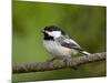 Black-Capped Chickadee (Poecile Atricapillus), Wasilla, Alaska, USA-James Hager-Mounted Premium Photographic Print