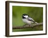 Black-Capped Chickadee (Poecile Atricapillus), Wasilla, Alaska, USA-James Hager-Framed Photographic Print