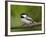 Black-Capped Chickadee (Poecile Atricapillus), Wasilla, Alaska, USA-James Hager-Framed Photographic Print