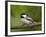 Black-Capped Chickadee (Poecile Atricapillus), Wasilla, Alaska, USA-James Hager-Framed Photographic Print