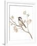 Black Capped Chickadee v2 on White-Danhui Nai-Framed Art Print