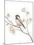 Black Capped Chickadee v2 on White-Danhui Nai-Mounted Art Print