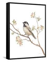 Black Capped Chickadee v2 on White-Danhui Nai-Framed Stretched Canvas