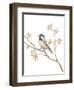 Black Capped Chickadee v2 on White-Danhui Nai-Framed Art Print