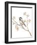 Black Capped Chickadee v2 on White-Danhui Nai-Framed Art Print
