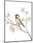 Black Capped Chickadee v2 on White-Danhui Nai-Mounted Art Print