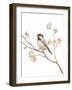 Black Capped Chickadee v2 on White-Danhui Nai-Framed Art Print