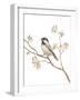 Black Capped Chickadee v2 on White-Danhui Nai-Framed Art Print