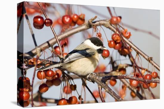Black-Capped Chickadee-null-Stretched Canvas