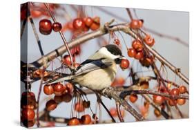 Black-Capped Chickadee-null-Stretched Canvas