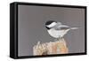 Black-Capped Chickadee-null-Framed Stretched Canvas