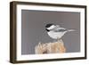 Black-Capped Chickadee-null-Framed Premium Photographic Print