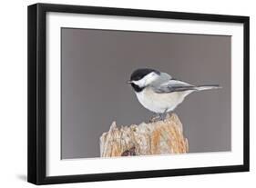 Black-Capped Chickadee-null-Framed Premium Photographic Print