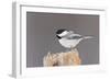 Black-Capped Chickadee-null-Framed Premium Photographic Print