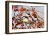 Black-Capped Chickadee-null-Framed Photographic Print