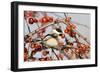 Black-Capped Chickadee-null-Framed Photographic Print