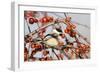 Black-Capped Chickadee-null-Framed Photographic Print