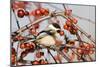 Black-Capped Chickadee-null-Mounted Photographic Print
