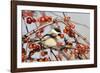 Black-Capped Chickadee-null-Framed Photographic Print