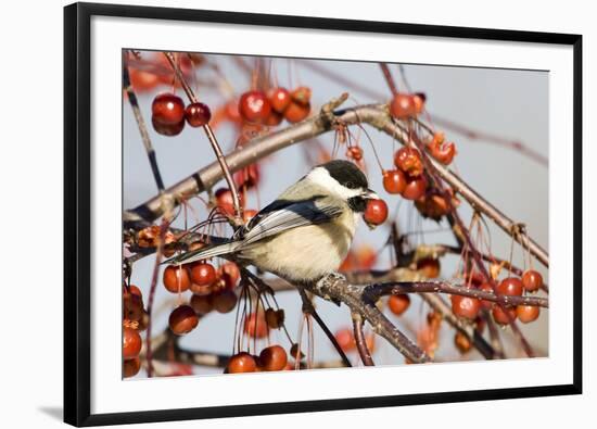 Black-Capped Chickadee-null-Framed Photographic Print