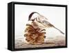 Black-Capped Chickadee-Rusty Frentner-Framed Stretched Canvas