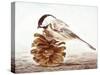 Black-Capped Chickadee-Rusty Frentner-Stretched Canvas