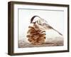 Black-Capped Chickadee-Rusty Frentner-Framed Giclee Print