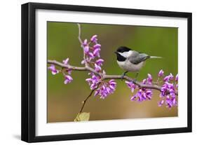 Black-Capped Chickadee-Lantern Press-Framed Art Print