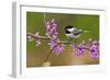 Black-Capped Chickadee-Lantern Press-Framed Art Print