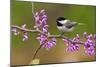 Black-Capped Chickadee-Lantern Press-Mounted Art Print