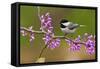 Black-Capped Chickadee-Lantern Press-Framed Stretched Canvas