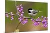 Black-Capped Chickadee-Lantern Press-Mounted Art Print