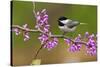 Black-Capped Chickadee-Lantern Press-Stretched Canvas