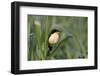 Black-capped Donacobius (Donacobius atricapilla) in vegetation, Pantanal, Mato Grosso State, Brazil-G&M Therin-Weise-Framed Photographic Print