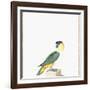 Black-Capped Parrot-Nicolas Robert-Framed Giclee Print