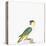 Black-Capped Parrot-Nicolas Robert-Stretched Canvas