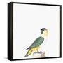 Black-Capped Parrot-Nicolas Robert-Framed Stretched Canvas