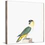 Black-Capped Parrot-Nicolas Robert-Stretched Canvas