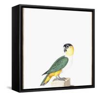 Black-Capped Parrot-Nicolas Robert-Framed Stretched Canvas