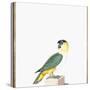 Black-Capped Parrot-Nicolas Robert-Stretched Canvas