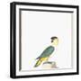 Black-Capped Parrot-Nicolas Robert-Framed Giclee Print